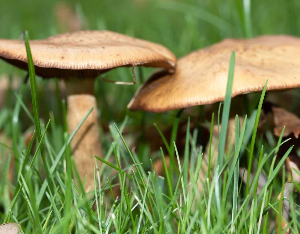 Grzyby na trawniku – dlaczego rosną i jak się ich pozbyć?